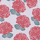 Hydrangea